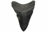 Serrated, Fossil Megalodon Tooth - South Carolina #210761-1